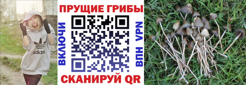 Псилоцибиновые грибы Magic Shrooms  гидра вход  Нюрба 